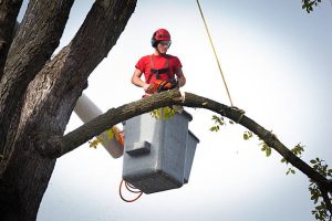 Branch Beautification: St. Paul's Trusted Tree Trimmers