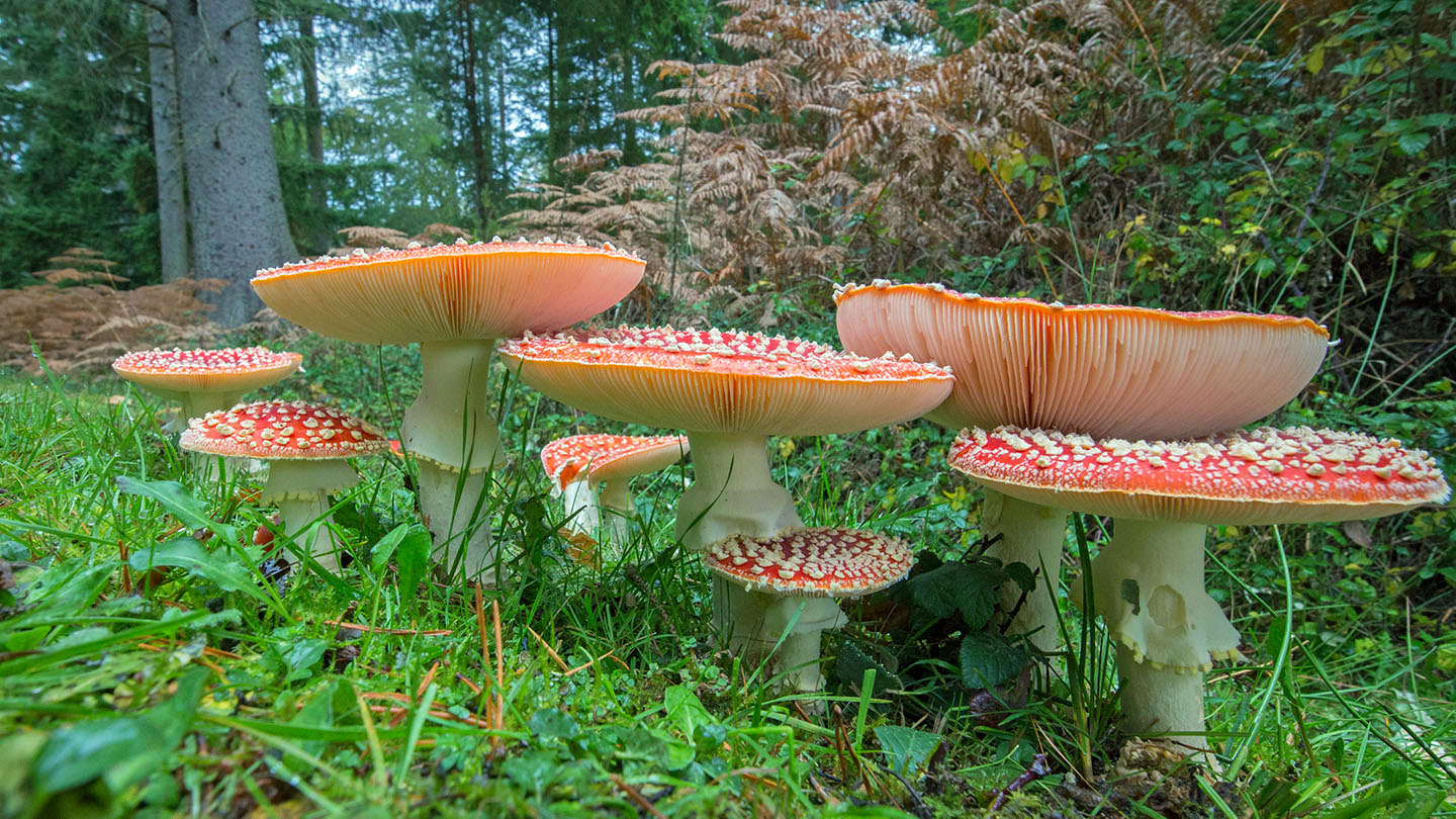 Gummy Goodness: Amanita Gummies Effects